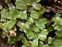 Marchantia