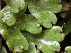 Marchantia