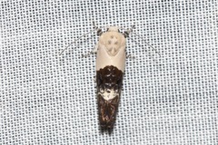 Hypertropha chlaenota