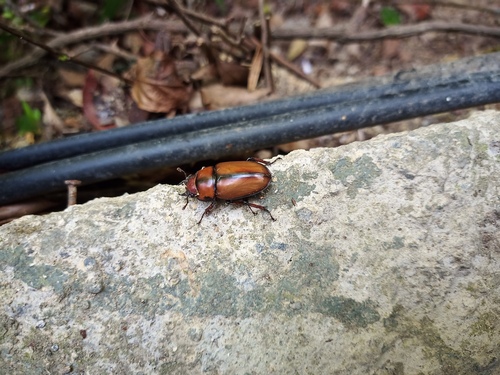 Prosopocoilus astacoides blanchardi