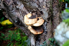 Fomitopsis betulina