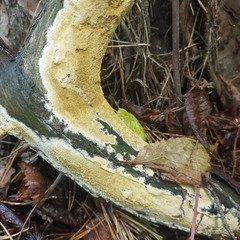 Coniophora puteana