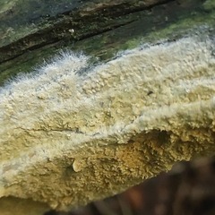 Coniophora puteana