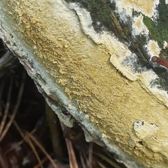 Coniophora puteana