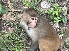 Macaca mulatta