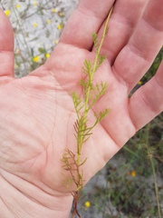 Ursinia