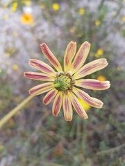 Ursinia