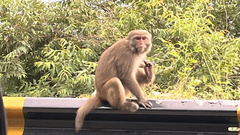 Macaca mulatta