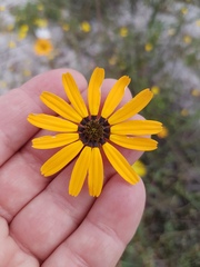 Ursinia