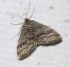 Scopula lydia