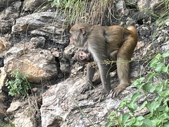 Macaca mulatta