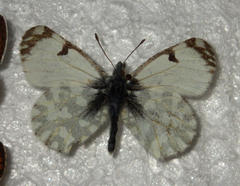 Euchloe simplonia