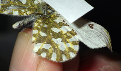 Euchloe simplonia