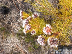 Serruria phylicoides