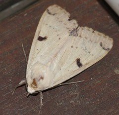 Ophiusa parcemacula