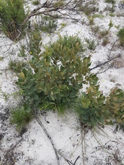 Euclea tomentosa