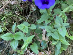 Torenia concolor