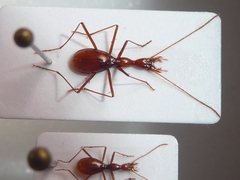 Sardaphaenops