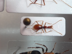 Sardaphaenops