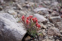 Castilleja arachnoidea