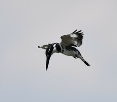 Ceryle rudis rudis