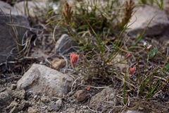 Castilleja arachnoidea