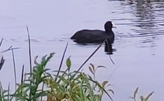 Fulica atra