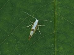 Argyresthia