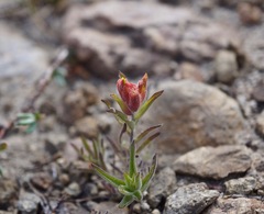 Castilleja arachnoidea