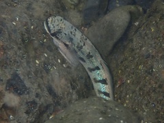 Sicyopterus pugnans