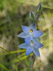 Thelymitra peniculata