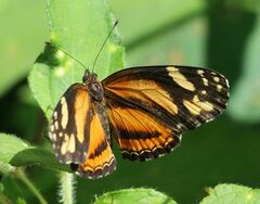 Castilia eranites