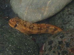 Sicyopterus pugnans