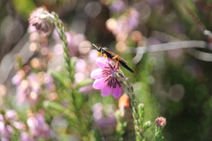 Pimpla rufipes