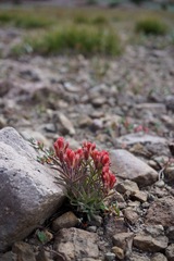 Castilleja arachnoidea