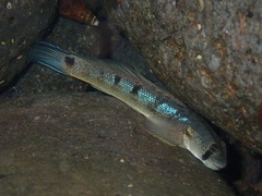 Sicyopterus pugnans