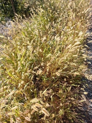Setaria