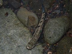 Sicyopterus pugnans