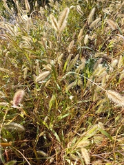 Setaria