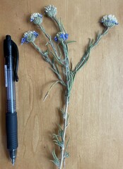 Amellus alternifolius