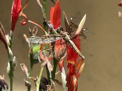 Palpopleura