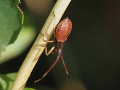 Gonocerus