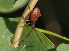 Gonocerus