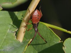 Gonocerus