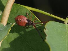 Gonocerus