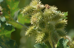 Xanthium strumarium