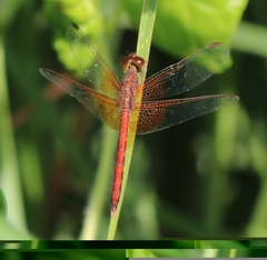 Neurothemis intermedia