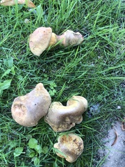 Xerocomellus pruinatus