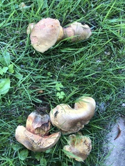 Xerocomellus pruinatus