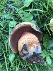 Xerocomellus pruinatus